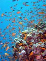 DSC09367 - 050330 - Farce Mahmoud - Anthias
